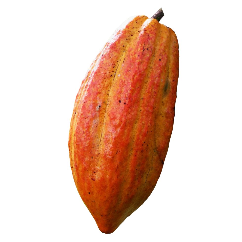 cacao 
